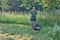 Man mowing tall grass