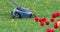 A man mows grass on a lawn with a lawn mower on a background of red tulips