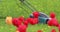 A man mows grass on a lawn with a lawn mower on a background of red tulips