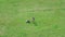 A man mows the grass with a lawnmower on a large meadow.