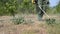 A man mows grass with a trimmer