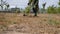 A man mows grass with a trimmer