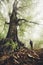 Man near giant old tree in enchanted forest with fog