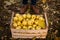 Man near wooden box of yellow ripe golden apples in the orchard farm. Grower harvesting in the garden is holding organic apple cra