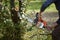 Man without the necessary protection, cuts tree with chainsaw