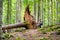 A man next to the roots of a beech tree uprooted by the storm Vaia.Tambre  Alpago  Belluno  Italy