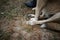 Man with old dog in forest. Lonely homeless stray dog sitting near man.