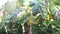 Man opening window with view on tropical forest pov