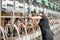 Man operating milking machine at the goat farm