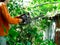 A man in orange clothes cuts down the branches with chainsaw in a summer sunny day