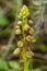 Man orchid flowers scape - Orchis anthropophora