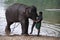 Man painting sign on forehead of elefant