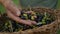 Man palm holding olives wicker basket outdoors close up. Farmer checking plants