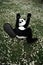 Man in a panda costume lying on the green grass and chamomile flowers