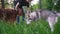 Man in park plays with dogs - irish setter and husky - give him branch of tree at summer park