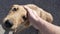 a man pets a joyful large stray dog.