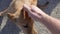 a man pets a joyful large stray dog.