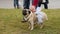 Man petting nice wrinkly pug wearing fancy canine accessories, dog\'s fashion