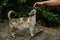 Man petting a stray cat at a park