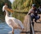 Man photographs colourful pink pelican with long beak, by the lake in St James\\\'s Park, London UK