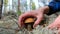 Man pick mushroom in the forest