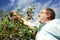 Man picking apple in orchard