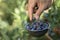 Man picking blue heath berries from home garden in metal colander with wooden hand.