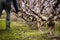 Man picking branches under freshly pruned fruit trees in winter.