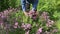 Man picking flowering fresh oregano in herb garden