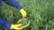 Man picking fresh peas in wicker basket