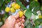 A man picking fruit from the tree