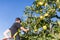 Man picking green apples