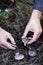 Man picking a grey knight mushroom