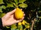 Man picking lemons from a tree