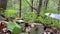 man picking mushrooms in the forest