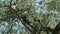 Man picking olives from tree using telescopic electric machine in Liguria, Italy. Italian olive oil production, organic farm olive