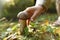 Man picking porcini mushroom in forest on autumn day, closeup