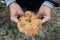 Man picking a red pine mushroom