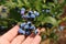 Man picking ripe blueberries on sunny day