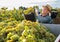 Man picking ripe grapes in truck during harvest in vineyard