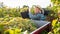 Man picking ripe grapes in truck during harvest in vineyard