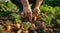 a man picking up carrots in the dirt