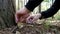 Man is picking up cep mushroom in autumn forest in 4K VIDEO. Close-up of man`s hands cut off a crop of delicious Boletus