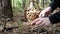 Man is picking up cep mushroom in autumn forest in 4K VIDEO. Close-up of man`s hands cut off a crop of delicious Boletus