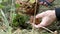 Man is picking up cep mushroom in autumn forest in 4K VIDEO. Close-up of man`s hands cut off a crop of delicious Boletus