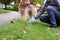 Man Picking up / cleaning up dog droppings.