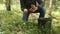 Man is picking up edible mushrooms in forest, cutting it and putting it in pail.