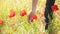 Man picking up red poppies. Poppy field