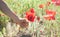 Man picking up red poppies. Poppy field