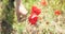 Man picking up red poppies. Poppy field